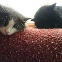 ���� ��������, ������, 56 ��� - ��������� 26 ����� 2015 � ������ ���� ����������