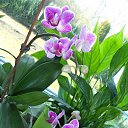 ���� ��������, ��������, 73 ���� - ��������� 26 ������� 2015 � ������ ��������-��������