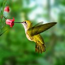 ���� Delaros, �������, 38 ��� - ��������� 1 ������ 2015 � ������ �Hummingbirds�