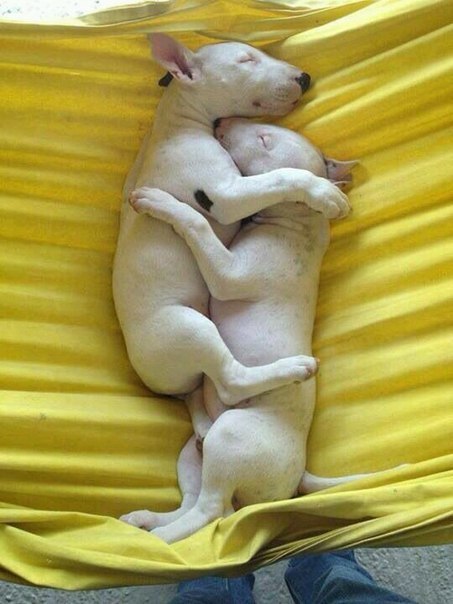 Воспитание щенков.===================== Следует понимать, что, приобретая щенка, вы на ближайшие ...