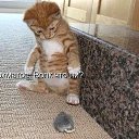 ���� ������, �������� - ��������� 3 ������� 2015 � ������ ������ ��������