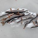 ���� �������, ������ ��������, 46 ��� - ��������� 18 ������ 2015