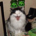 ���� �����, ������ - ��������� 1 ������� 2015 � ������ ���� ����������