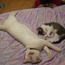  , , 51  -  11  2015    .