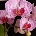 ���� ��������, ��������, 73 ���� - ��������� 26 ������� 2015 � ������ ��������-��������