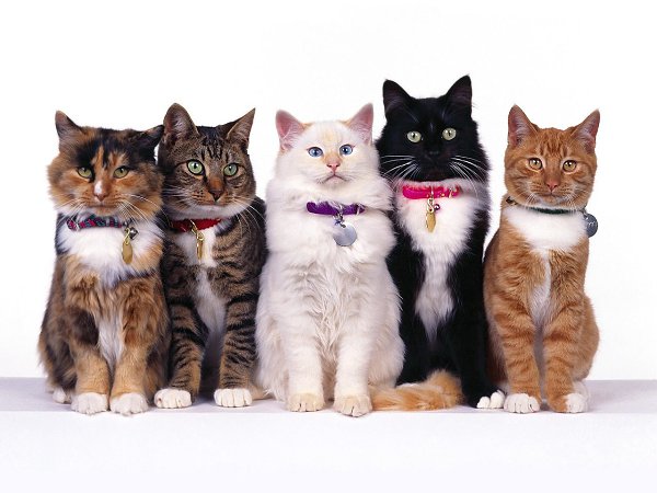 Котя, котенька, коток…. Мой котёнок, мой клубок…Котик – серенький хвосток!Ох, ты котик, ах, ... - 20