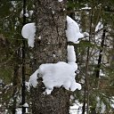 ���� Svann, ���������, 71 ��� - ��������� 19 ������ 2015 � ������ ������ �������!�