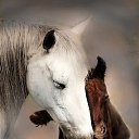 ���� ��������, ��������, 73 ���� - ��������� 28 ������� 2015 � ������ ������������ �������