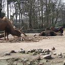 ���� �������, �����������, 72 ���� - ��������� 6 ������� 2015 � ������ ��������.�������.2011�