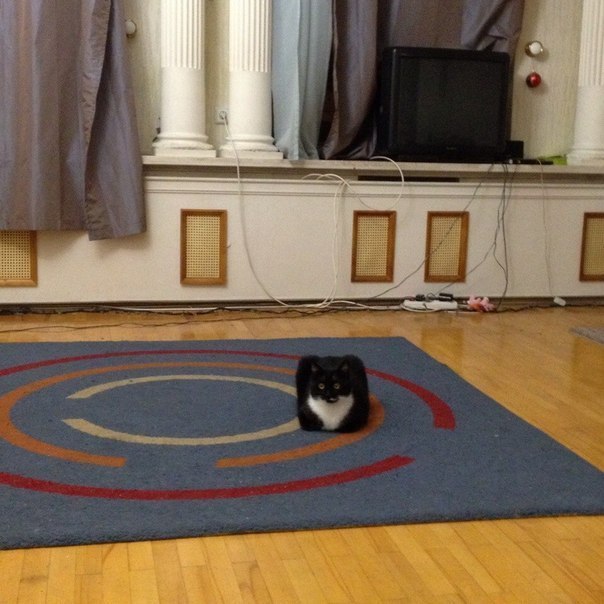 Куба котики