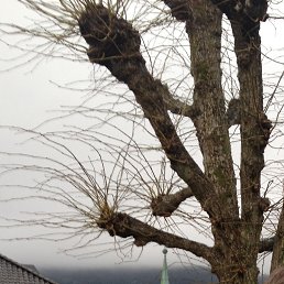 V, �����������, 49 ���