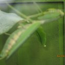 ���� Georgi, ����������, 75 ��� - ��������� 9 ������ 2015