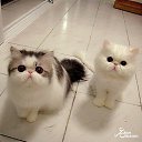 ���� Adem, ������, 47 ��� - ��������� 17 ������ 2015 � ������ ������ ��������
