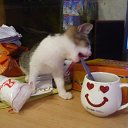  , , 51  -  6  2015    .