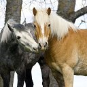  Raya, , 55  -  30  2015    