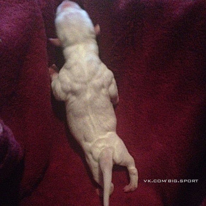 То чувство, когда питбуль, которому 3 часа от роду, выглядит накаченней тебя.