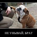 ���� ��������, ������, 33 ���� - ��������� 7 ������� 2015 � ������ ���������