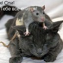 ���� ����, ���������, 43 ���� - ��������� 4 ������� 2015 � ������ ������ ��������