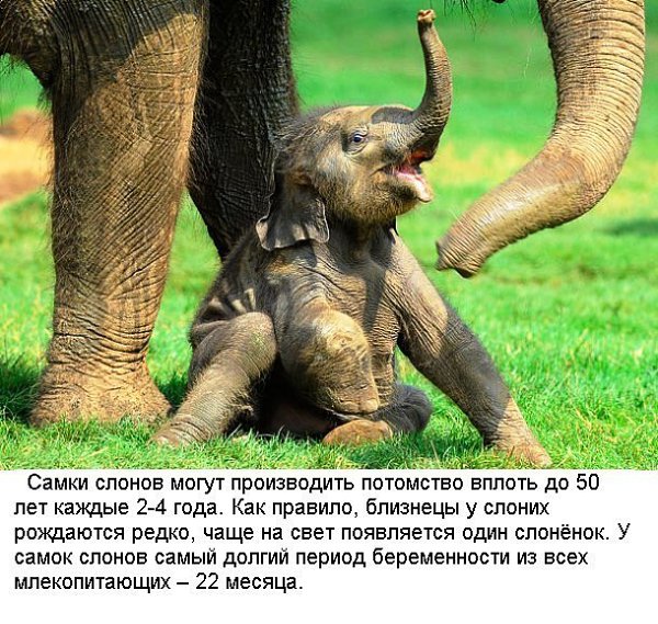 Удивительные факты о слонах.Слоны – самые крупные наземные животные, обитающие в Юго-Восточной Азии ... - 6