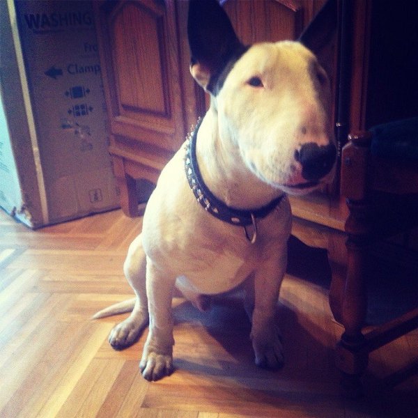 Команды для дрессировки собак.============================ Команды собакам. Когда и как проводить ...