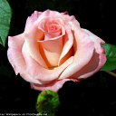 ���� ������, ���� - ��������� 3 ������ 2015 � ������ ������ ��������