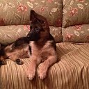 ���� Alexandr, �����-���������, 45 ��� - ��������� 11 ������� 2015 � ������ �����