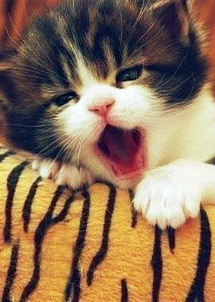 ������� ������� | ���� | ����� - 21 ������ 2015 � 06:31 - 5