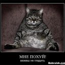 ���� Volk, �����, 67 ��� - ��������� 5 ����� 2015 � ������ ���� ����������