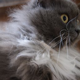 ������, ����, 52 ����