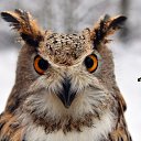   (Paolo Genua),  -  16  2014    