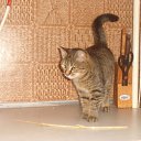 ���� �����, ��������, 51 ��� - ��������� 1 ������ 2015 � ������ ������ ��������