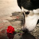 ���� ����, ������, 50 ��� - ��������� 26 ����� 2015 � ������ ���� ����������