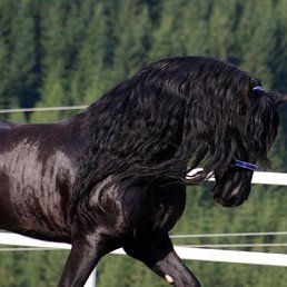 �������, �����-���������