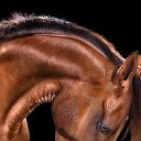  Raya, , 55  -  30  2015    