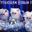 ���� ��������, �������, 52 ���� - ��������� 31 ������� 2014 � ������ ������ ��������