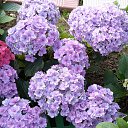 ���� �������, ������, 51 ��� - ��������� 22 ������� 2015 � ������ ���� ������