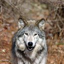 ���� Kolya, ����, 52 ���� - ��������� 10 ������� 2015 � ������ ���� ����������