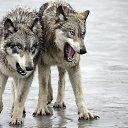 ���� �����, �����, 34 ���� - ��������� 31 ����� 2015 � ������ ������ ��������