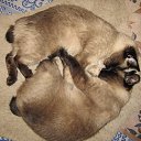 ���� �����, �����-���������, 34 ���� - ��������� 11 ������ 2015 � ������ ������ ��������