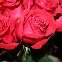 ���� ������, ������, 43 ���� - ��������� 4 ������ 2015 � ������ ������ ��������