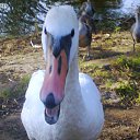 ���� Wyoleta, �������, 51 ��� - ��������� 17 ������ 2015 � ������ ���� ����������