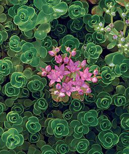 Sedum spurium John Creech