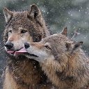 ���� �����, �������� - ��������� 12 ������� 2015 � ������ ������ ��������