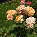 ���� ������, �������� - ��������� 18 ������� 2015 � ������ ���� �����