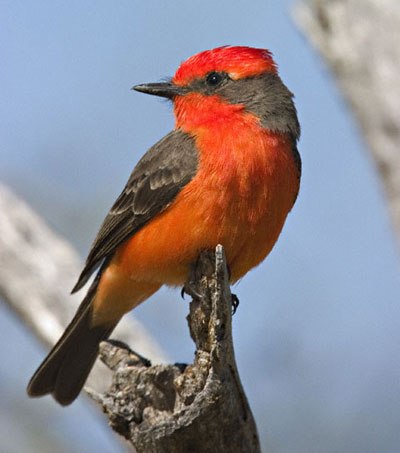   - 8  2015  18:33 - 3