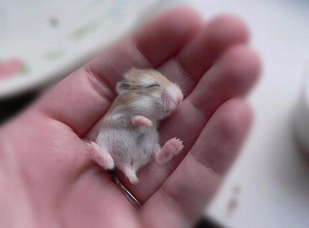 10 �������, ������ ������ :).#animal@travel.blog - 5