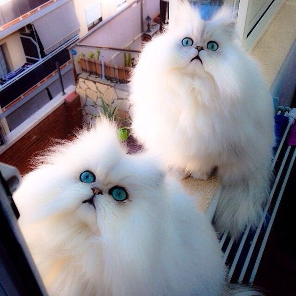  .(Animals-Photo) ,    . - 5