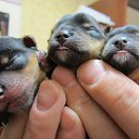 ���� ����� ������, �������, 59 ��� - ��������� 2 ������� 2015 � ������ ���� ����������