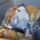 )))) �� ������� �����