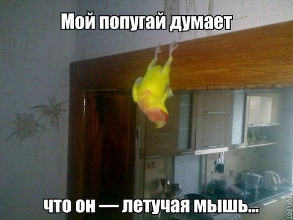 Приглашаю в группу,где море позитива: fotostrana.ru/prikolyzikfun/